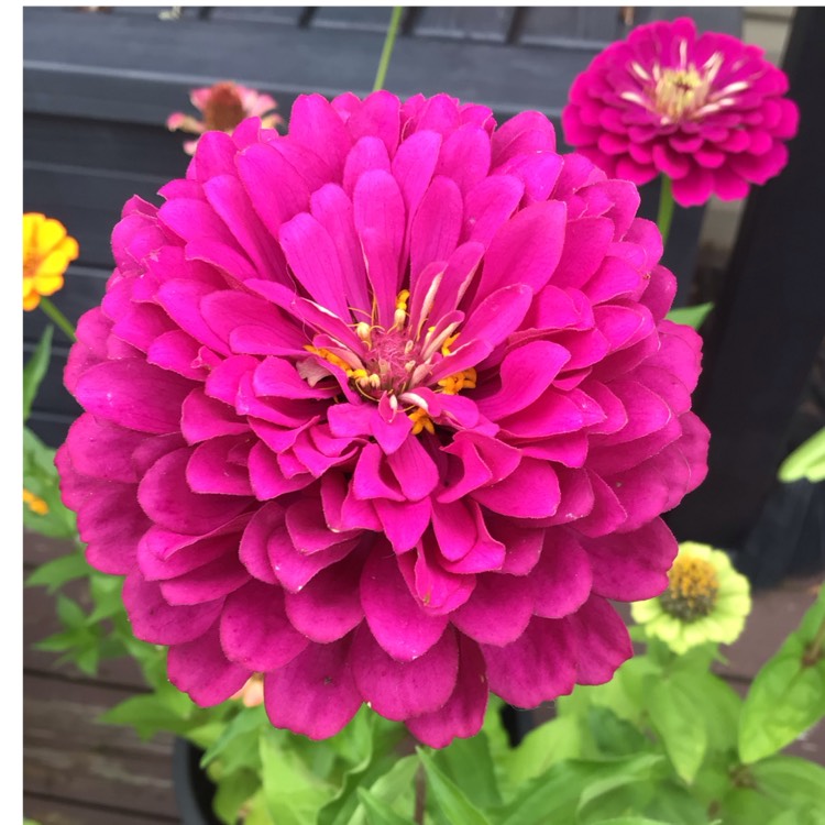 plant image 1722194 plant image 1722194