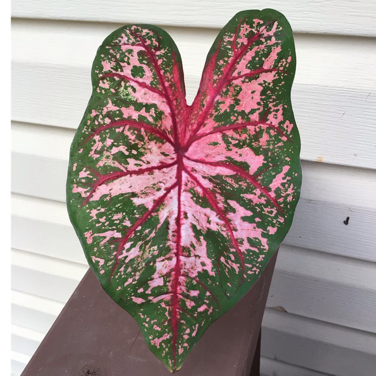 Plant image Caladium 'Pink Beauty'