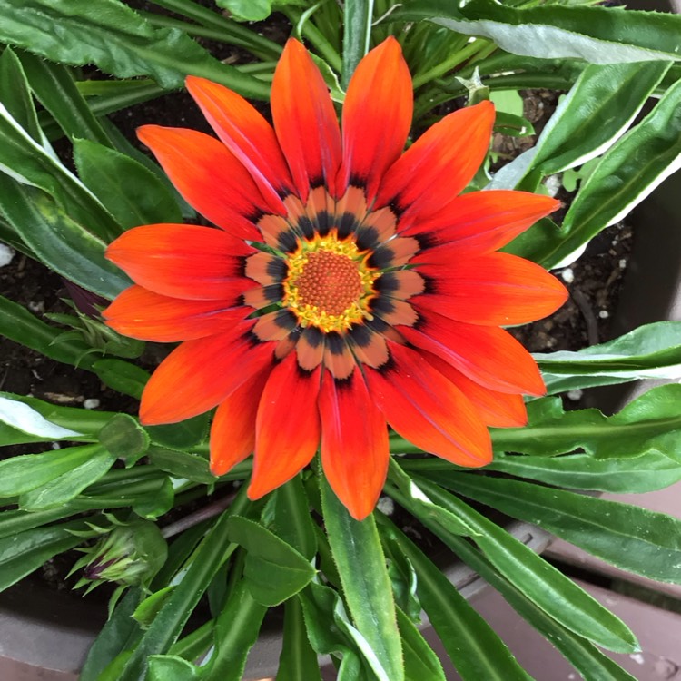 plant image 1722605 plant image 1722605