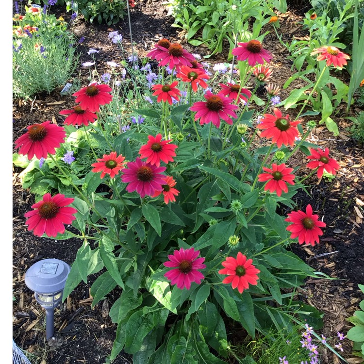 plant image 1722679 plant image 1722679