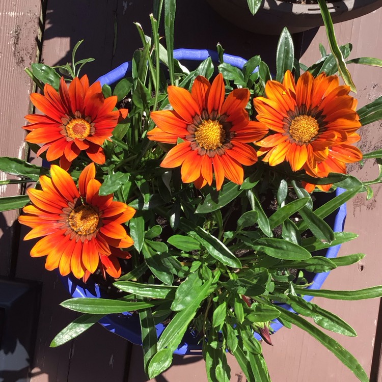 plant image 1723243 plant image 1723243