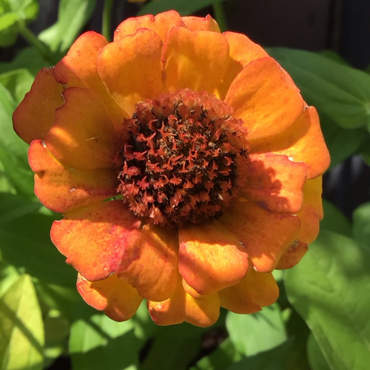 plant image 1723337 plant image 1723337