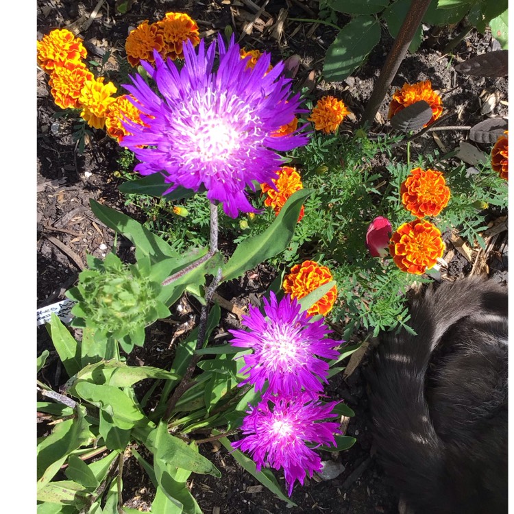 Plant image Stokesia laevis