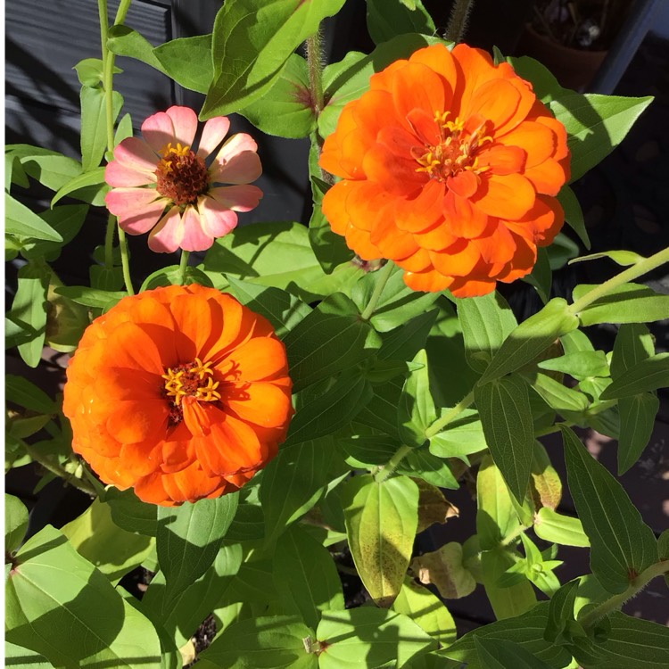 plant image 1723992 plant image 1723992