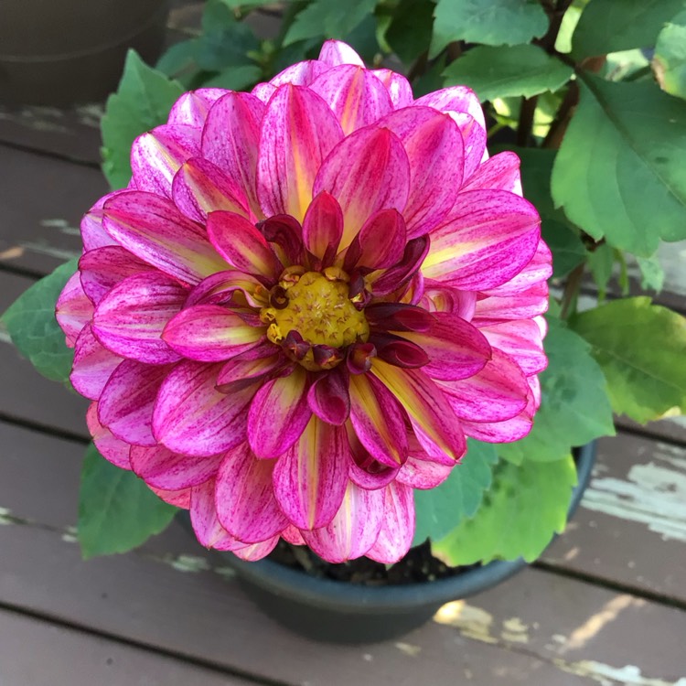 plant image 1724050 plant image 1724050