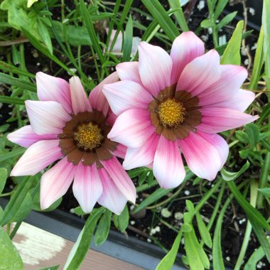 Gazania 'Kiss Rose'