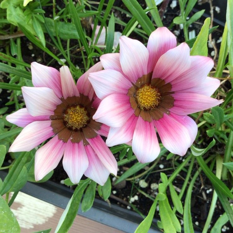 plant image 1724419 plant image 1724419