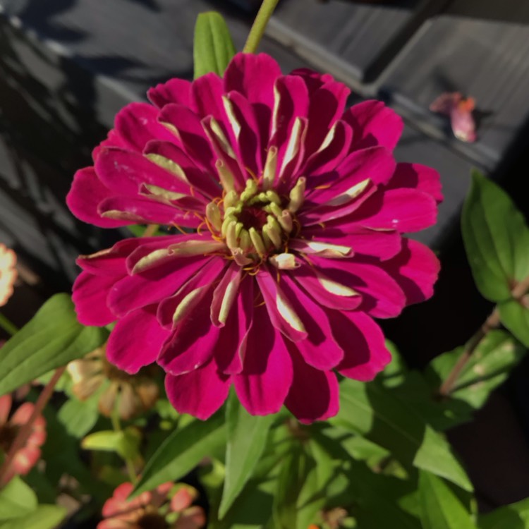 plant image 1724770 plant image 1724770