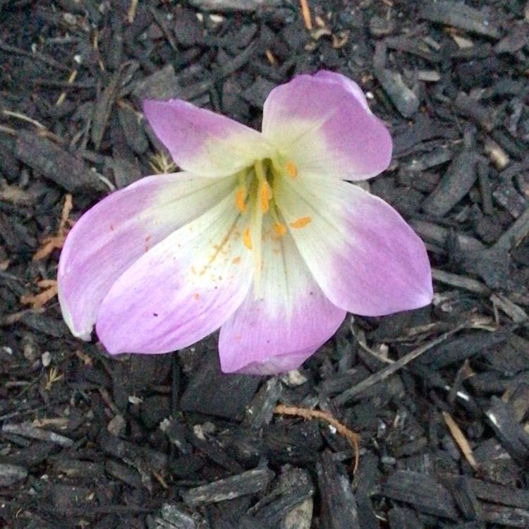 plant image 1725043 plant image 1725043