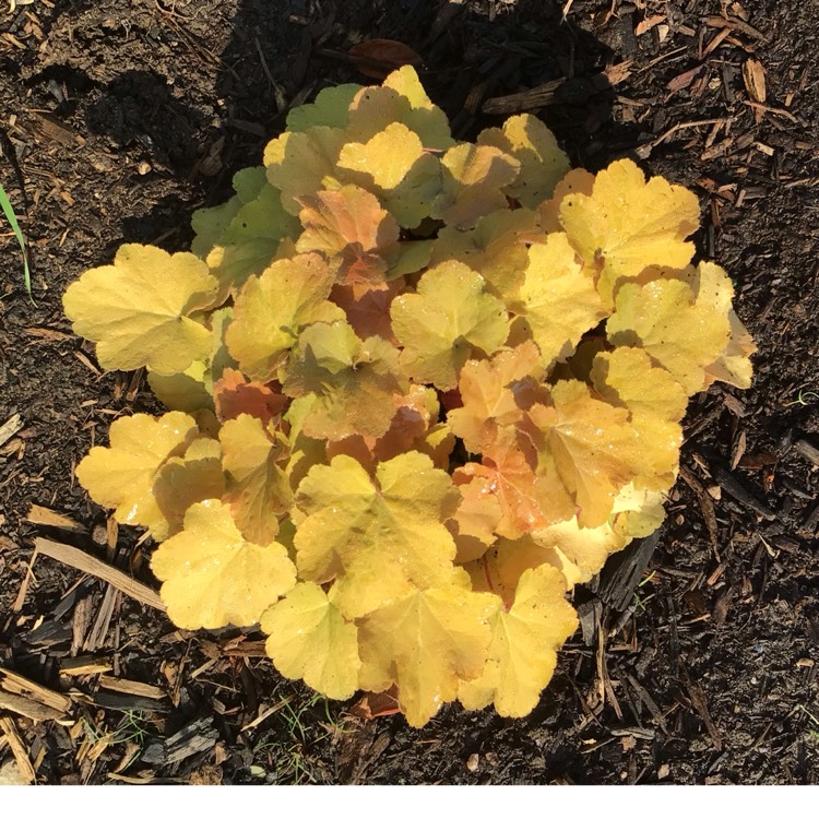 plant image 1726130 plant image 1726130