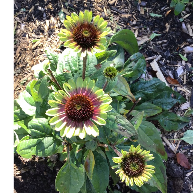 plant image 1726417 plant image 1726417