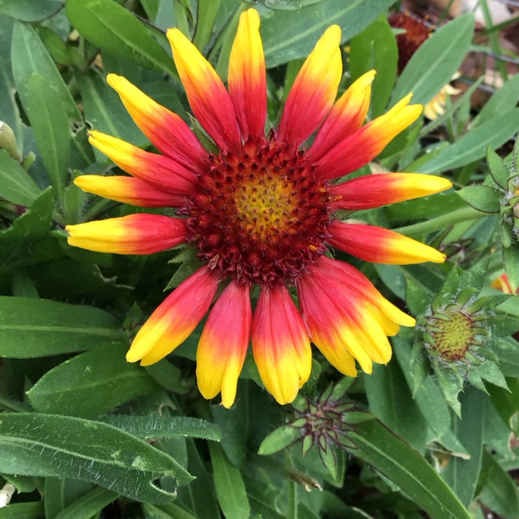 plant image 1726800 plant image 1726800
