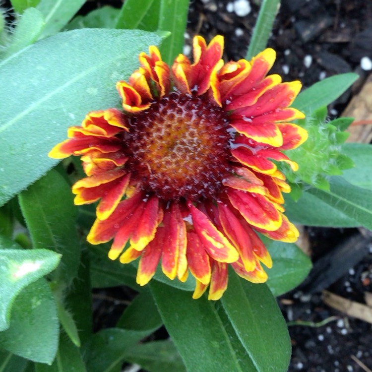 plant image 1727495 plant image 1727495
