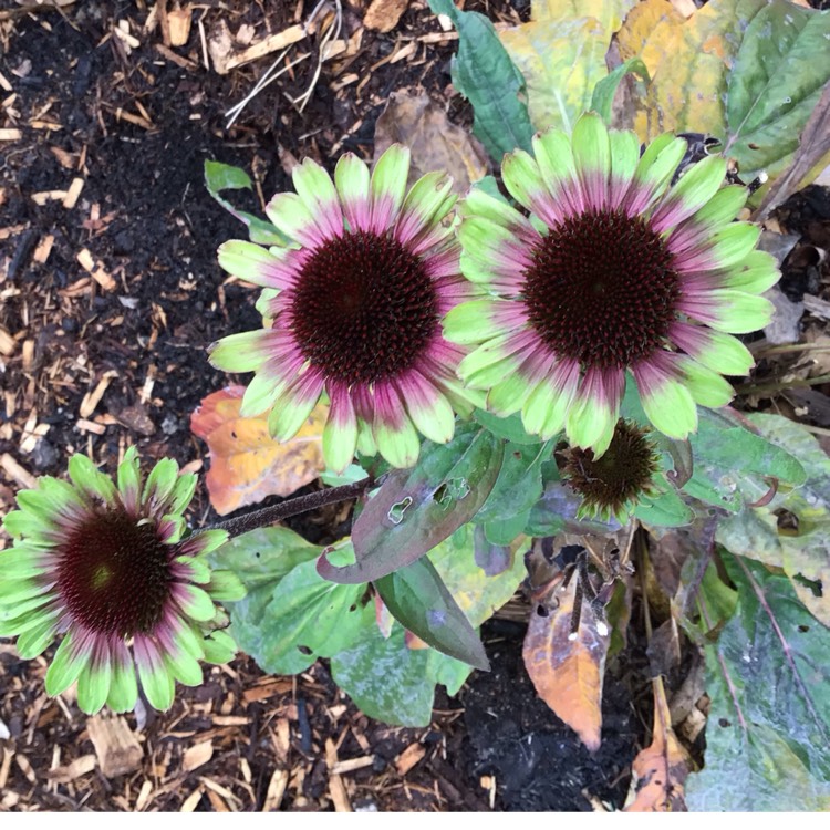 plant image 1727496 plant image 1727496