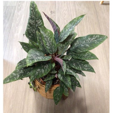 Apoballis acuminatissima