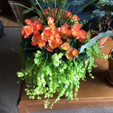 Begonia 'Apricot Shades'