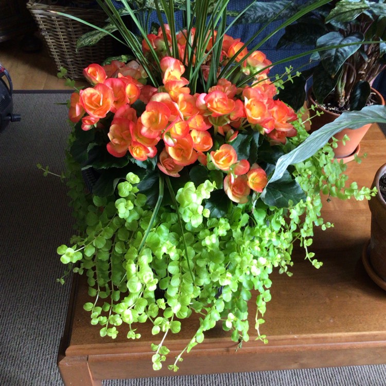 plant image 1733978
