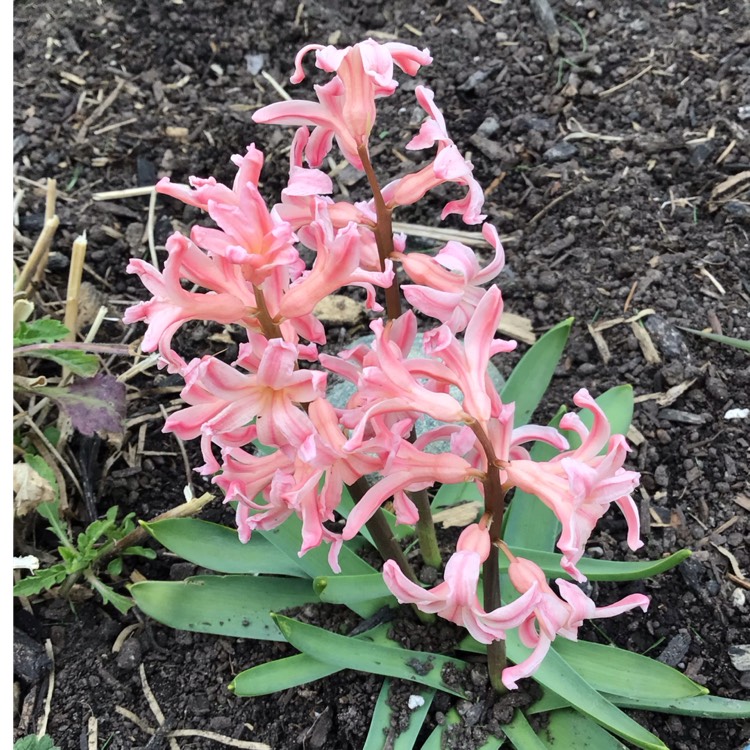 plant image 1733979 plant image 1733979