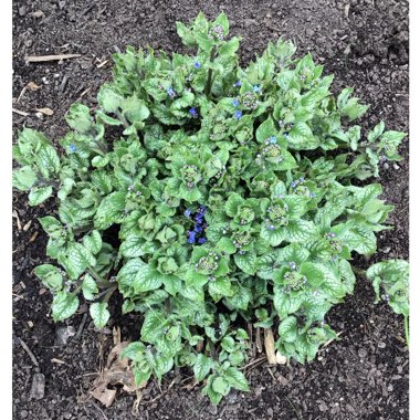 Siberian Bugloss 'Jack Frost'