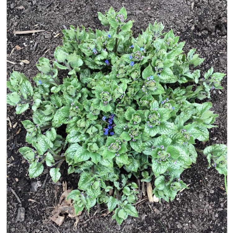plant image 1733980 plant image 1733980