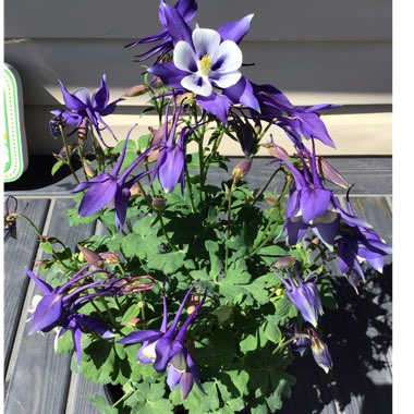 Columbine 'Kirigami'