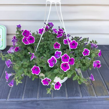 Petunia