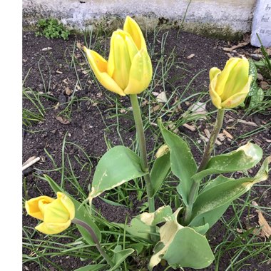 Tulip