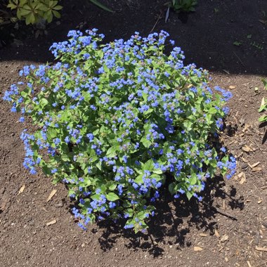 Siberian Bugloss 'Jack Frost'