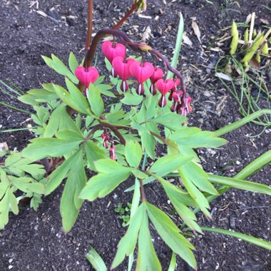 Bleeding Heart