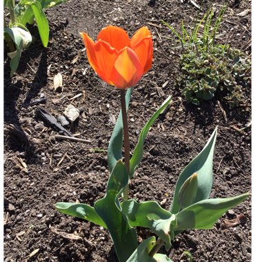 Tulip 'Princess Irene' (Triumph)