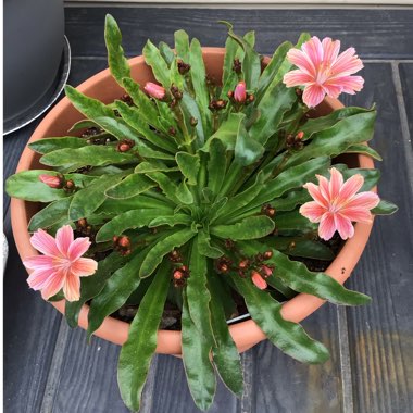 Lewisia 'Little Plum'