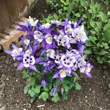 Columbine 'Kirigami'