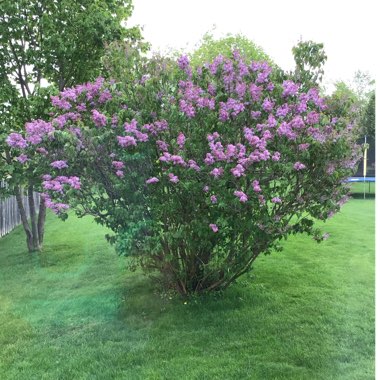 Common French Lilac