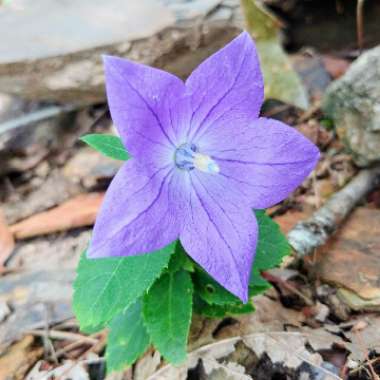 Platycodon grandiflorus 'Astra Blue' (Astra Series) syn. Campanula grandiflora 'Astra Blue'