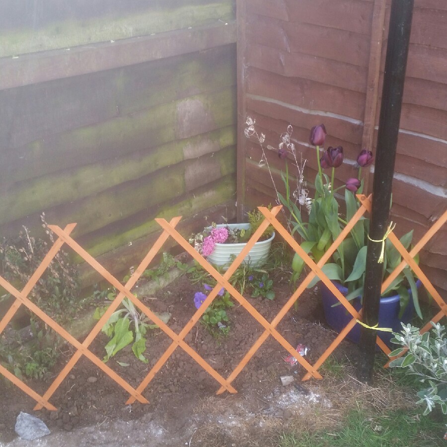 Hazel's garden
