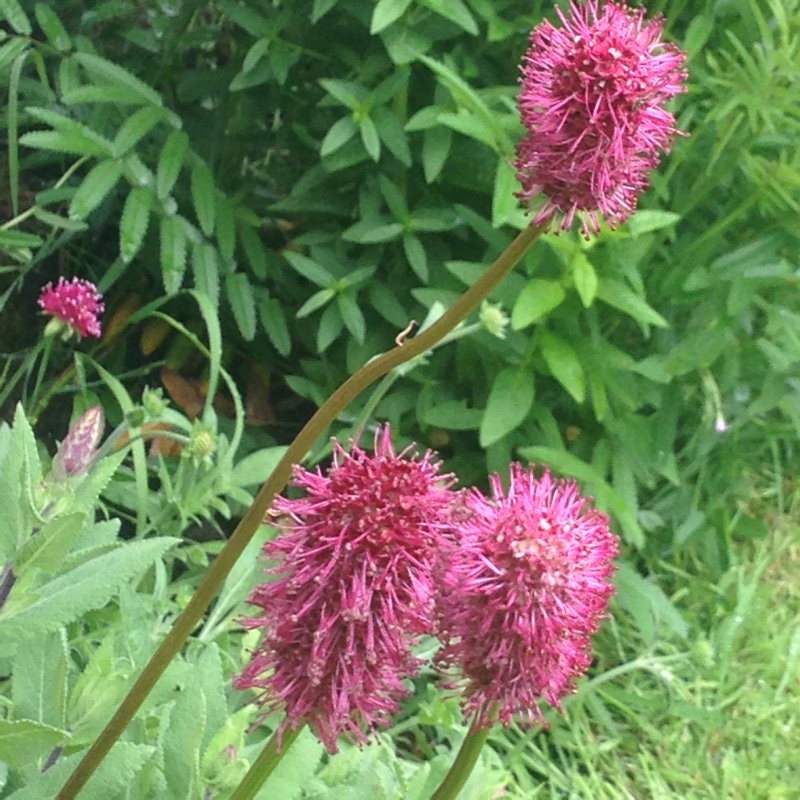 Plant image Sanguisorba officinalis 'Tanna'
