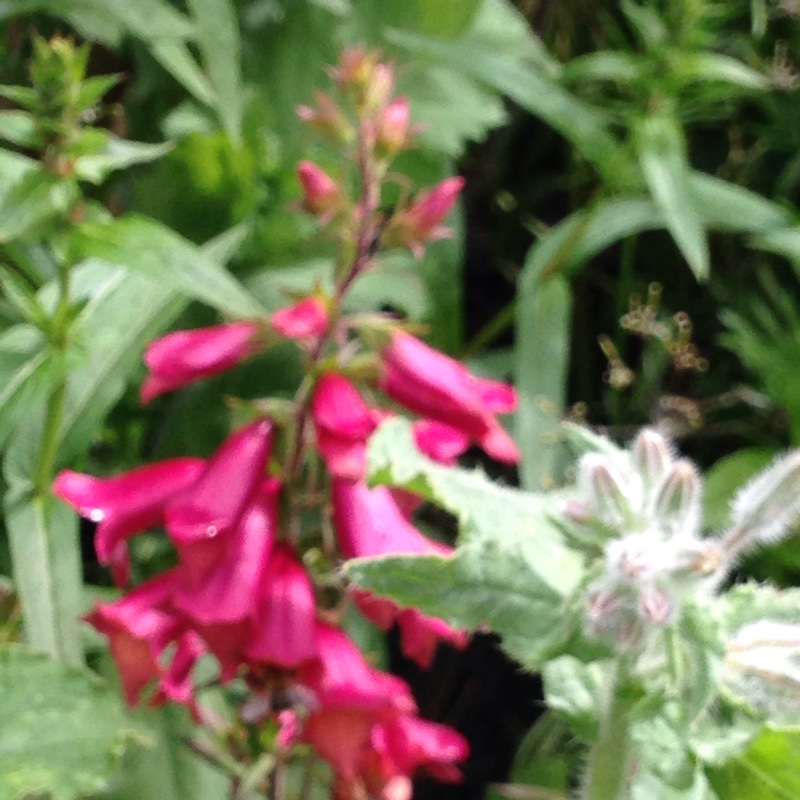 Plant image Digitalis Illumination Series