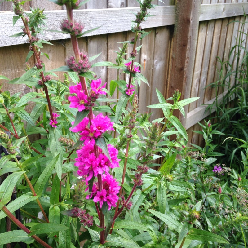 Plant image Lythrum salicaria