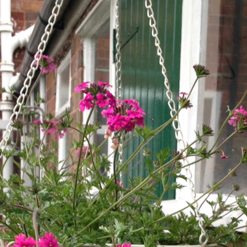 plant image 154929