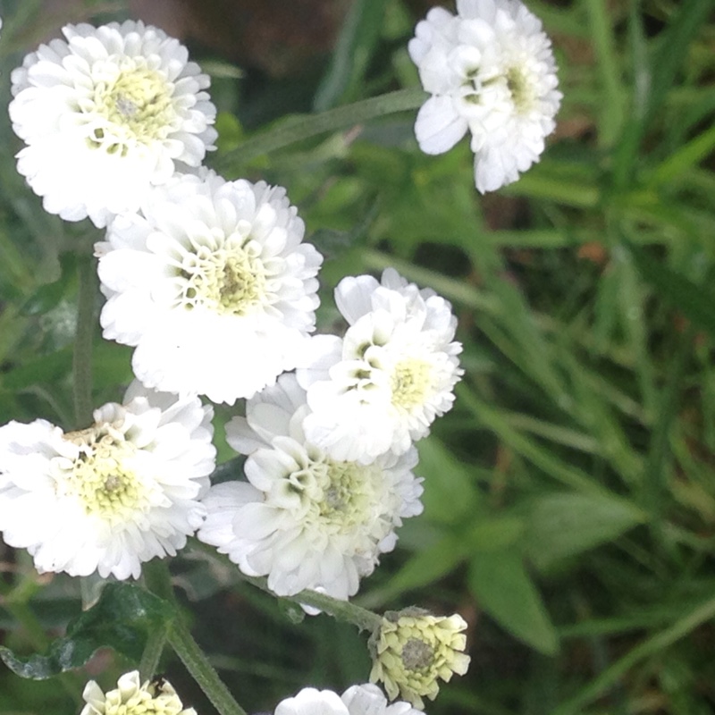 Plant image Achillea ptarmica 'The Pearl'