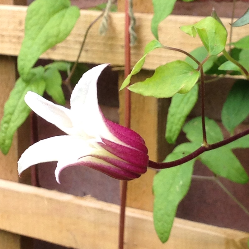 Plant image Clematis texensis 'Princess Kate'