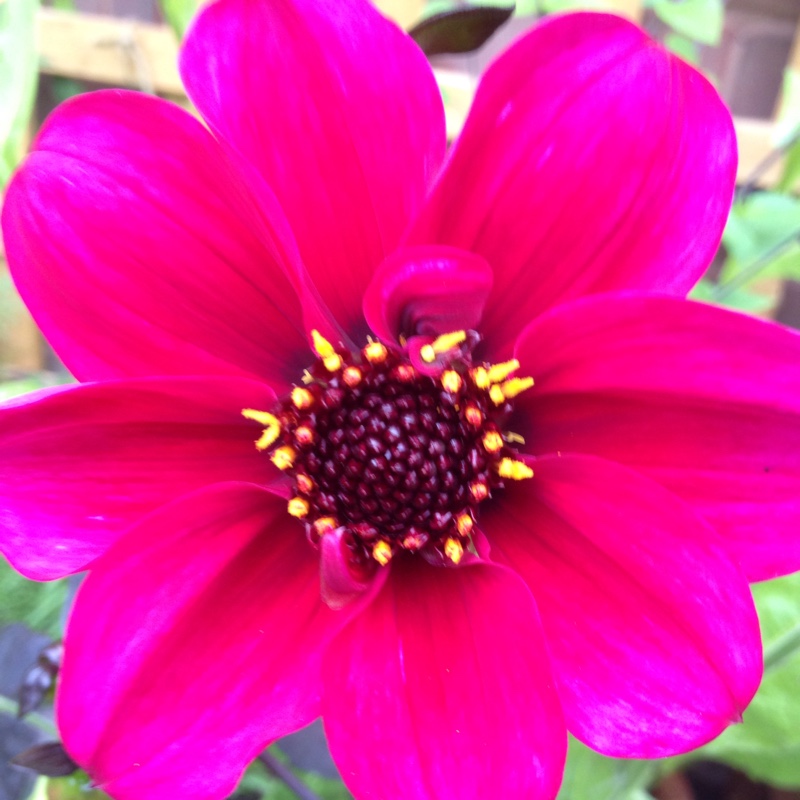 Plant image Dahlia 'Roxy'