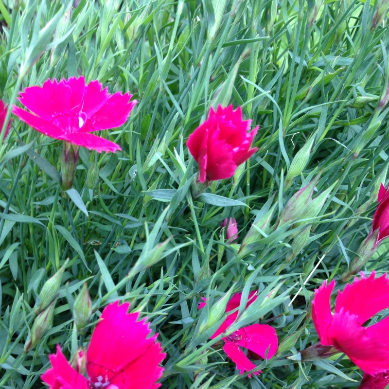 Plant image Dianthus deltoides 'Brilliant'