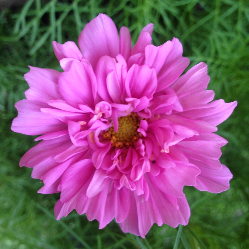 Plant image Cosmos 'Rose Bon Bon'
