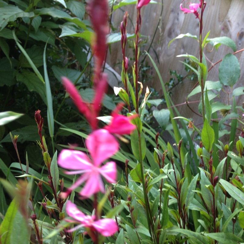 plant image 174666