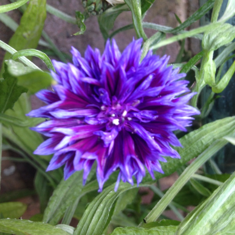 Plant image Centaurea cyanus 'Blue Diadem'
