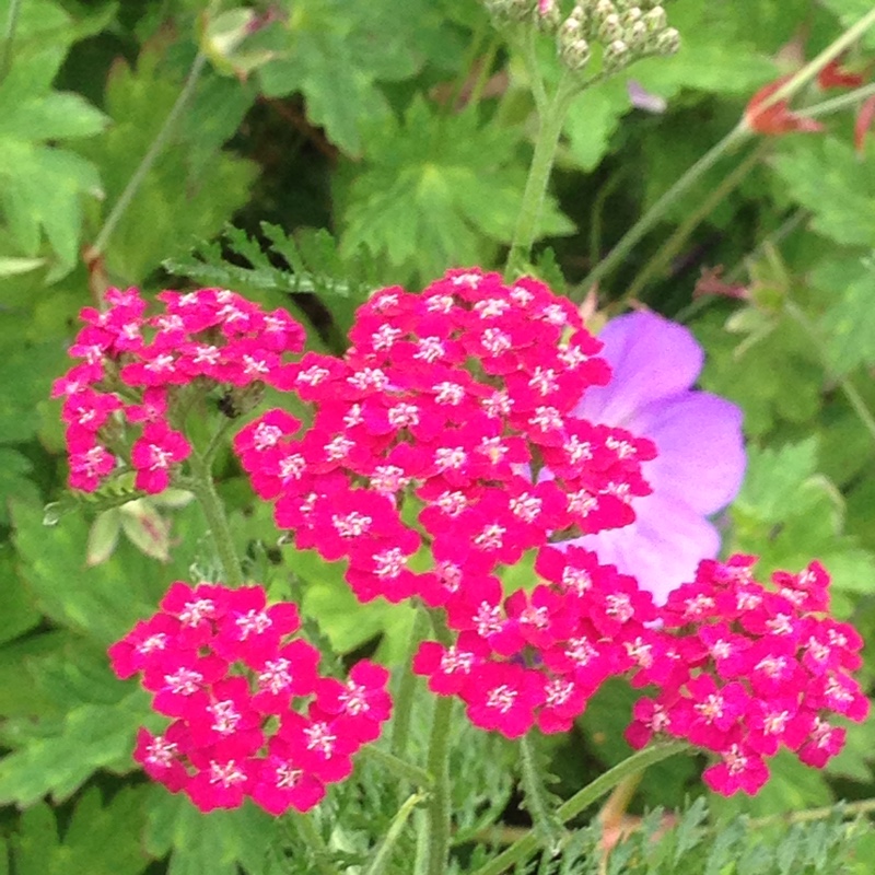plant image 180437
