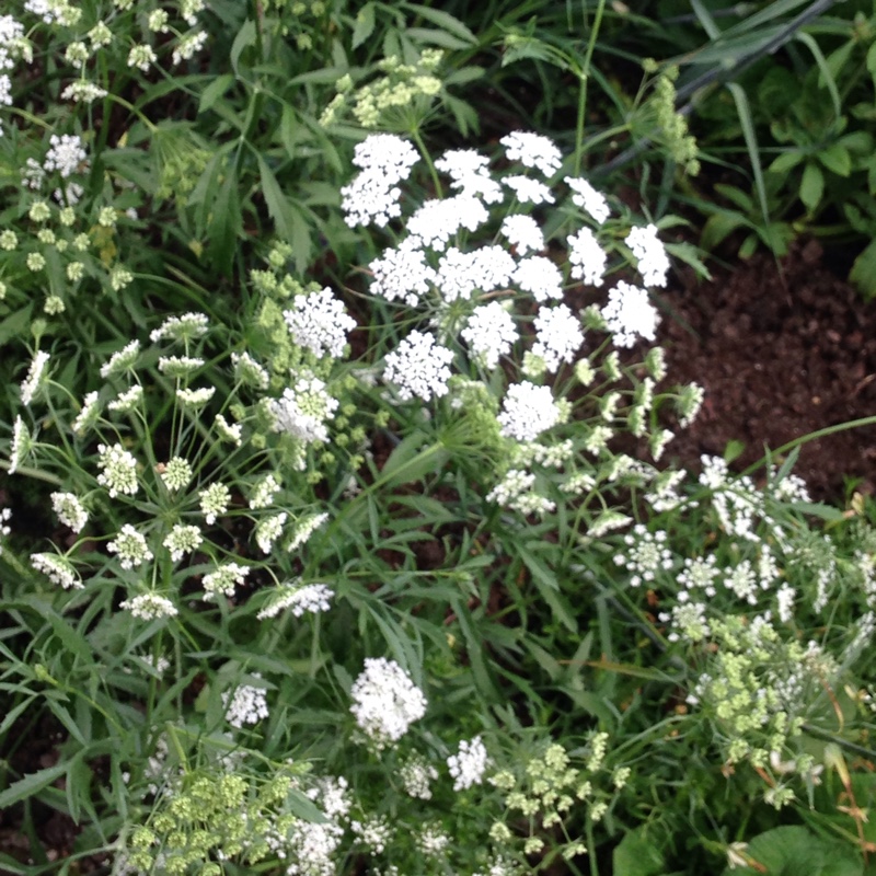 Plant image Ammi visnaga
