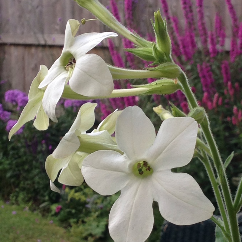 Plant image Nicotiana