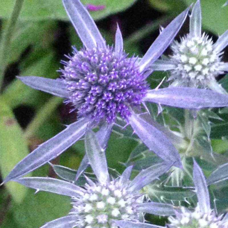 Plant image Eryngium planum 'Blue Hobbit'